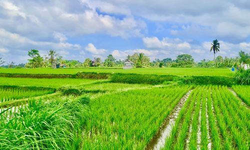 Rondreizen Bali